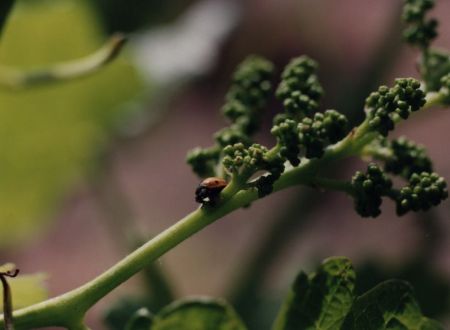 Le cépage Marsanne avant la floraison