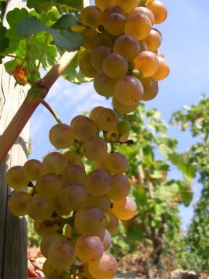 La marsanne à maturité avec ses reflets bruns, cépage emblématique des Saint-Joseph blancs. C’est aussi le cépage phare de la cuvée Silice blanc du Domaine Coursodon