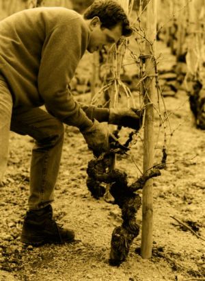 Jérôme Coursodon, vigneron méticuleux spécialiste de l’Appellation Saint-Joseph. Du sang neuf et un regard neuf sur l’élaboration de vins fins et délicats du Rhône Septentrional