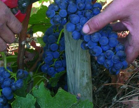 Vendange manuelle de la Syrah, cépage idéal, adapté aux terroirs granitiques des vins de la Vallée du Rhône septentrional.