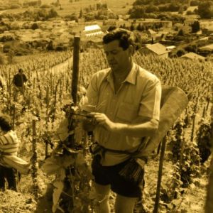 Pierre Coursodon, a toujours été convaincu du potentiel du terroir des vins Saint-Joseph