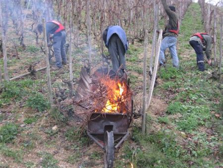 L’hiver, les sarments de vignes sont ramassés et brûlés afin de préserver l’état sanitaire du vignoble